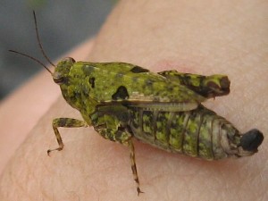 緑色系ヒシバッタ