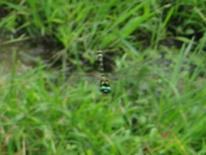 オニヤンマ