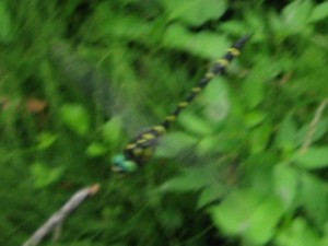 オニヤンマ