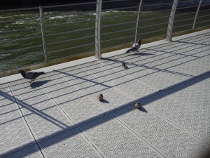 みかつう、鳩にパンをやる