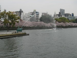 大阪も満開