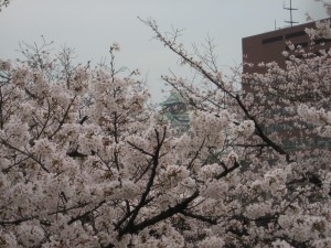 大阪も満開
