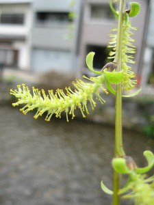 柳の花