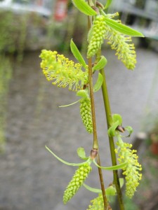 柳の花