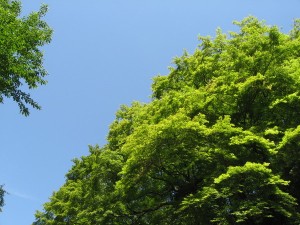 IMG_7178