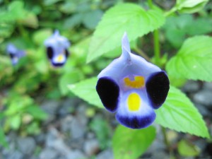 二か月ぶりの散歩