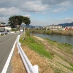 隠元橋のでかい木
