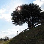 隠元橋のでかい木