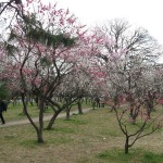 今年も御所の梅