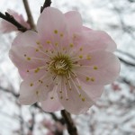 今年も御所の梅