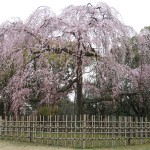 今年も御所の梅