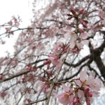今年も御所の梅