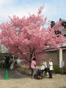 出町のおかめ桜