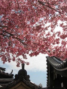 出町のおかめ桜