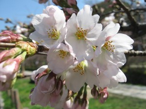 桜はここまでか