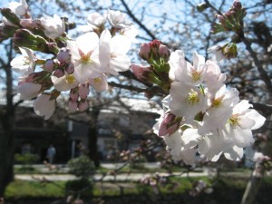 桜はここまでか