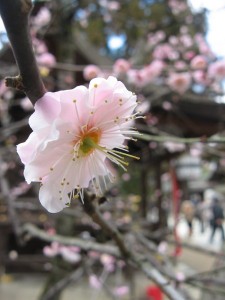 3月もうめうめ