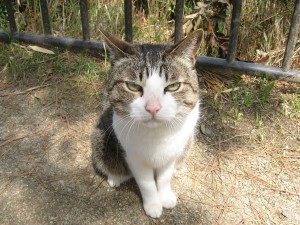 にゃんこ