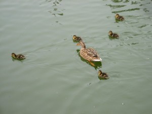 ぴよぴよ
