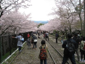 桜満開