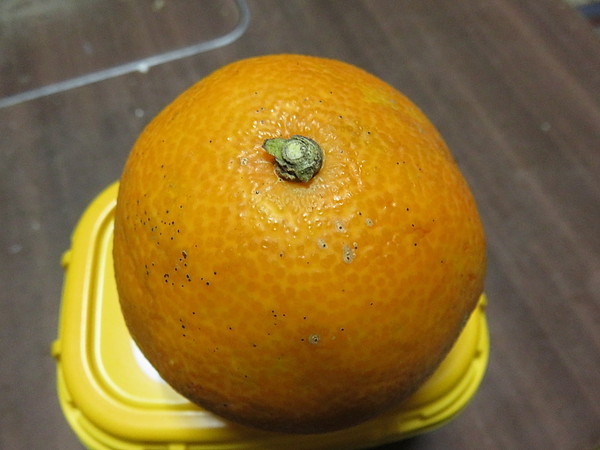 おはモニ:あいか